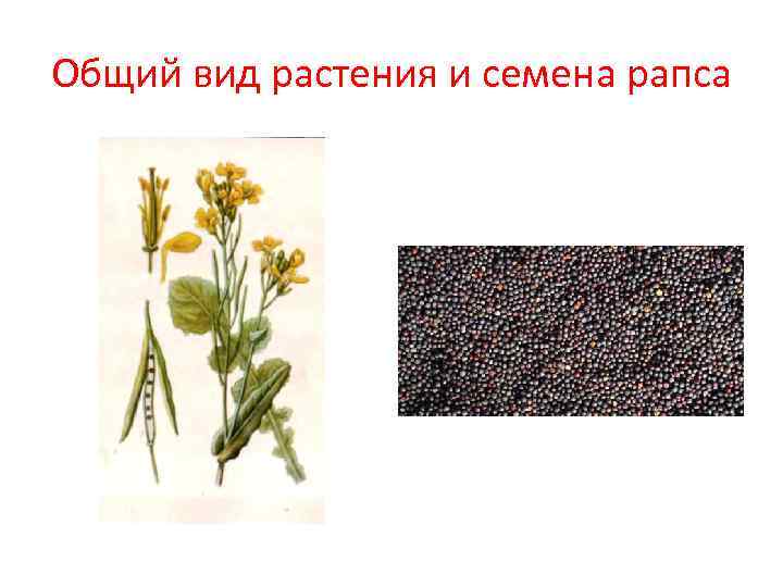 Общий вид растения и семена рапса Общий вид растения и семена рапса