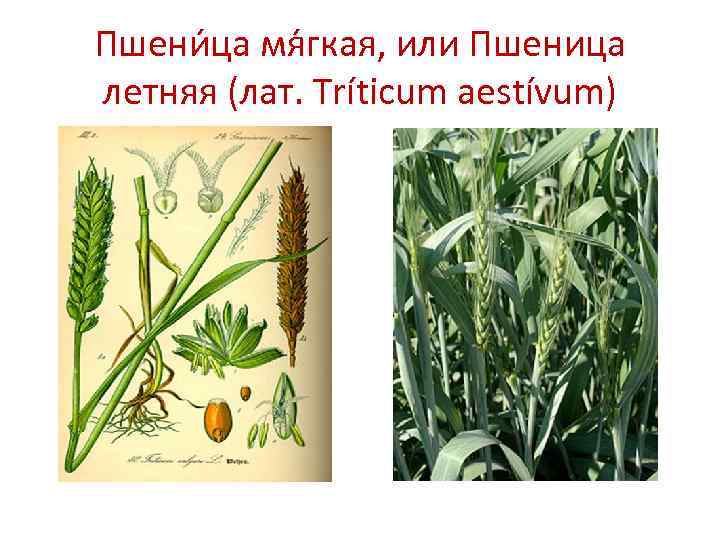 Пшени ца мя гкая, или Пшеница летняя (лат. Tríticum aestívum) 