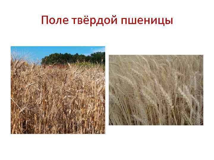 Поле твёрдой пшеницы 