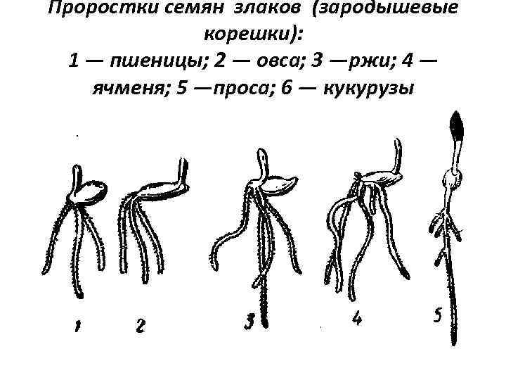 Проростки семян злаков (зародышевые    корешки):  1 — пшеницы; 2 —