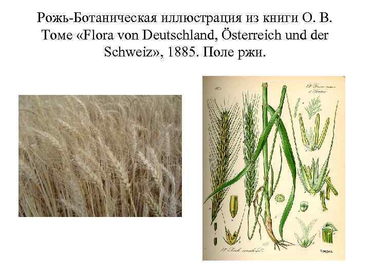 Рожь-Ботаническая иллюстрация из книги О. В. Томе «Flora von Deutschland, Österreich und der Рожь-Ботаническая иллюстрация из книги О. В. Томе «Flora von Deutschland, Österreich und der
