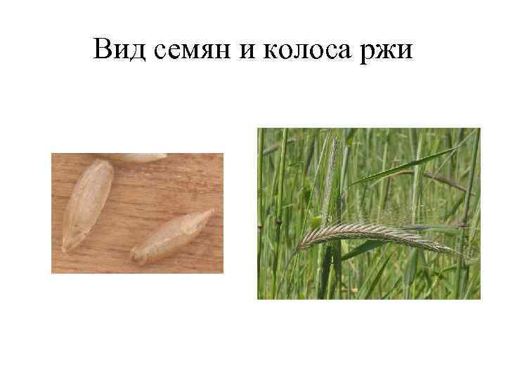 Вид семян и колоса ржи Вид семян и колоса ржи