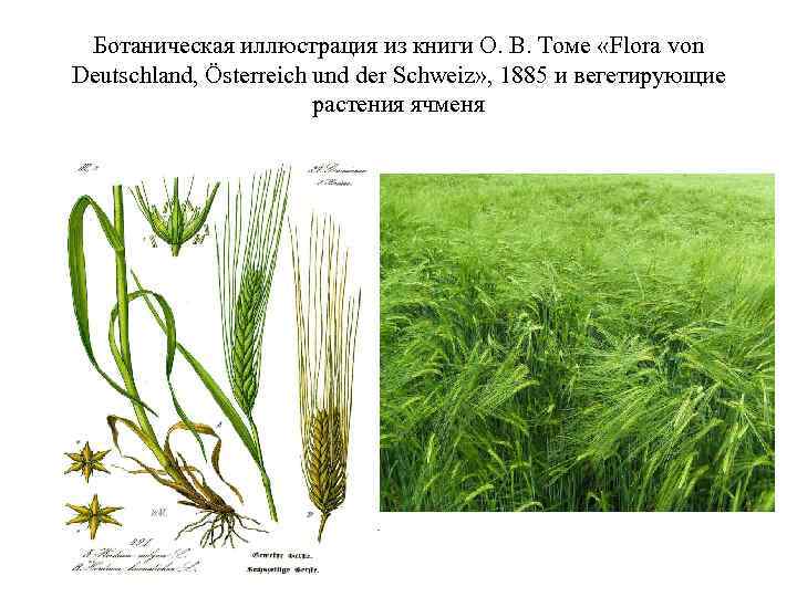 Ботаническая иллюстрация из книги О. В. Томе «Flora von Deutschland, Österreich und der Ботаническая иллюстрация из книги О. В. Томе «Flora von Deutschland, Österreich und der