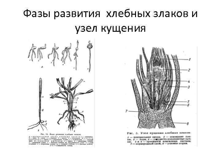 Фазы развития хлебных злаков и узел кущения Фазы развития хлебных злаков и узел кущения