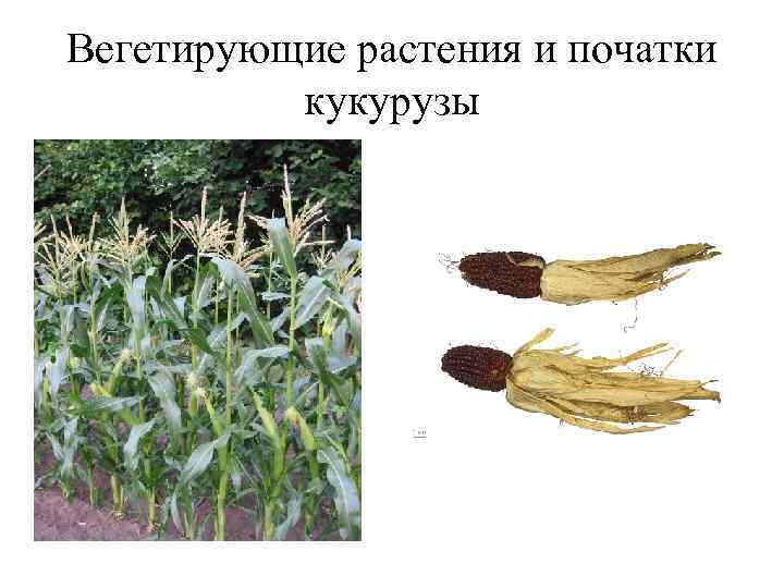 Вегетирующие растения и початки кукурузы Вегетирующие растения и початки кукурузы
