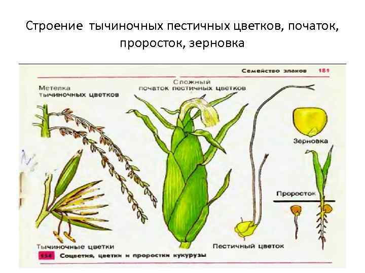 Строение тычиночных пестичных цветков, початок, проросток, зерновка Строение тычиночных пестичных цветков, початок, проросток, зерновка