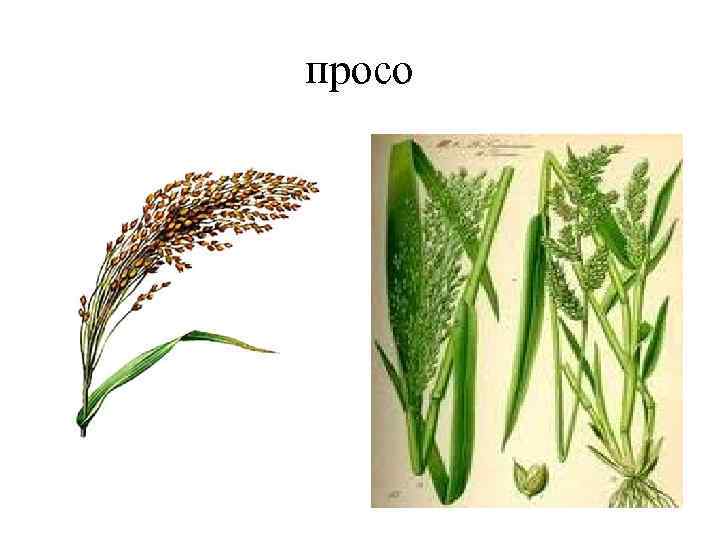 просо просо