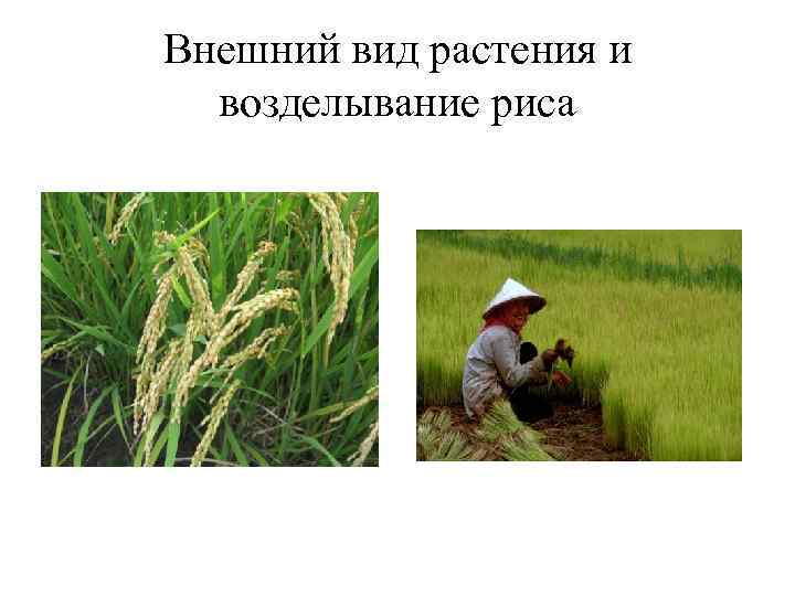 Внешний вид растения и возделывание риса Внешний вид растения и возделывание риса