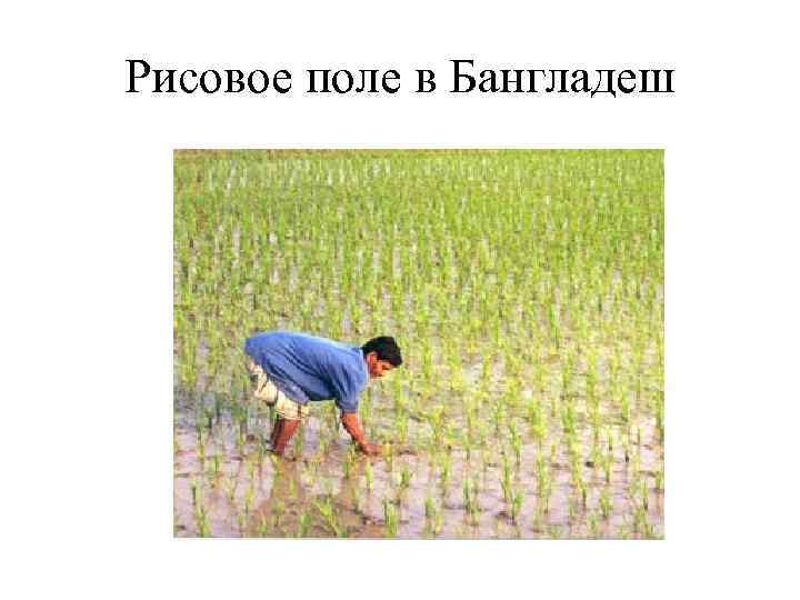 Рисовое поле в Бангладеш Рисовое поле в Бангладеш