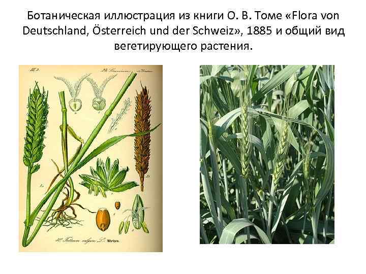 Ботаническая иллюстрация из книги О. В. Томе «Flora von Deutschland, Österreich und der Ботаническая иллюстрация из книги О. В. Томе «Flora von Deutschland, Österreich und der
