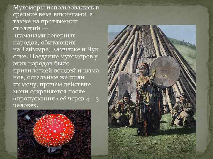 Мухоморы использовались в средние века викингами, а также на протяжении столетий — шаманами северных