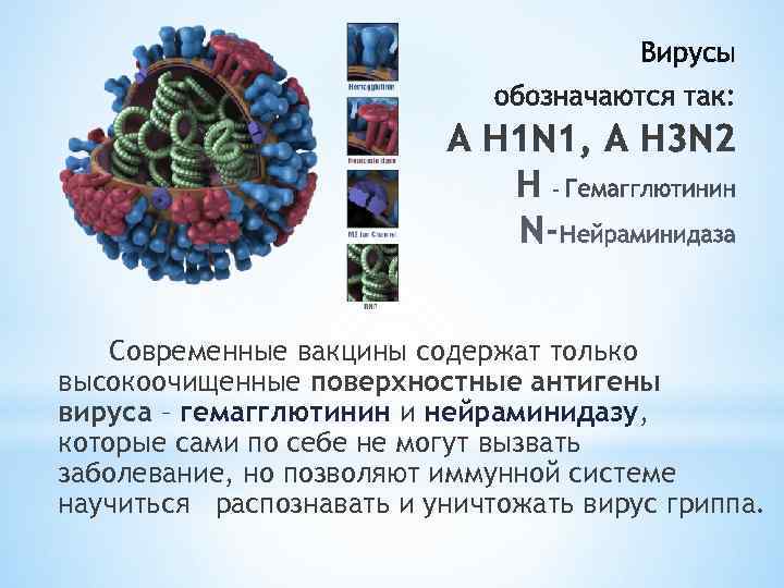   Современные вакцины содержат только высокоочищенные поверхностные антигены вируса – гемагглютинин и нейраминидазу,