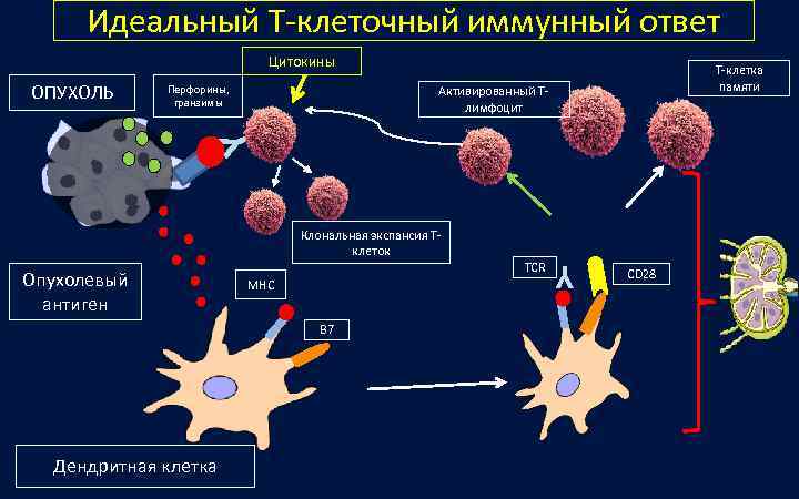  Идеальный Т-клеточный иммунный ответ      Цитокины   