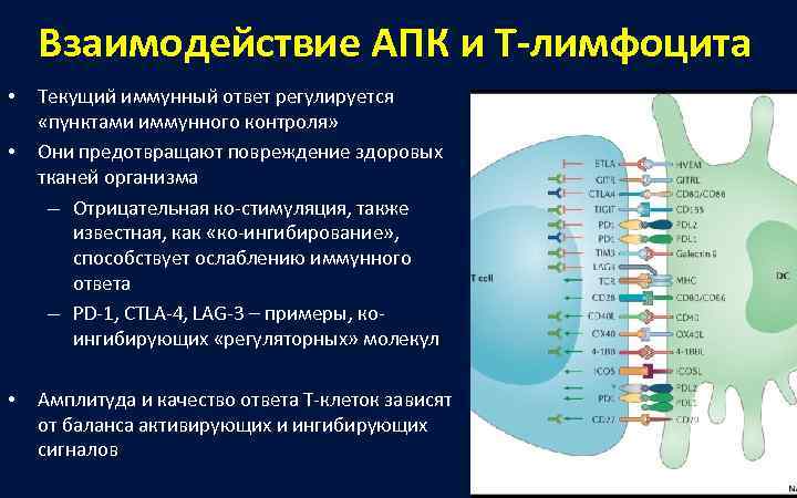   Взаимодействие АПК и Т-лимфоцита •  Текущий иммунный ответ регулируется  «пунктами