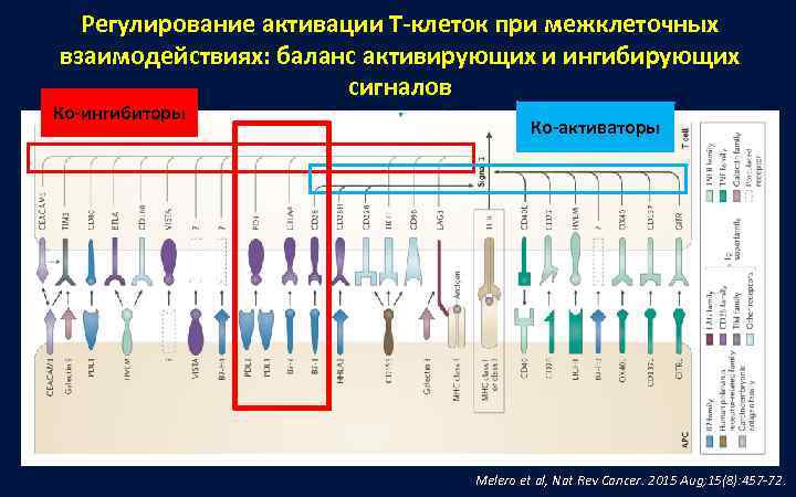  Регулирование активации Т-клеток при межклеточных взаимодействиях: баланс активирующих и ингибирующих   