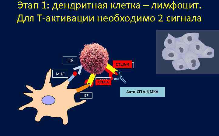 Этап 1: дендритная клетка – лимфоцит.  Для Т-активации необходимо 2 сигнала  