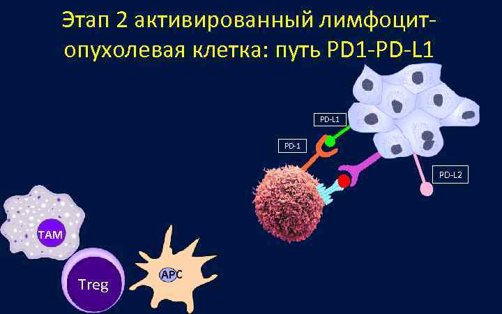  Этап 2 активированный лимфоцит-  опухолевая клетка: путь PD 1 -PD-L 1 