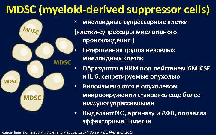  MDSC (myeloid-derived suppressor cells)    • миелоидные супрессорные клетки  