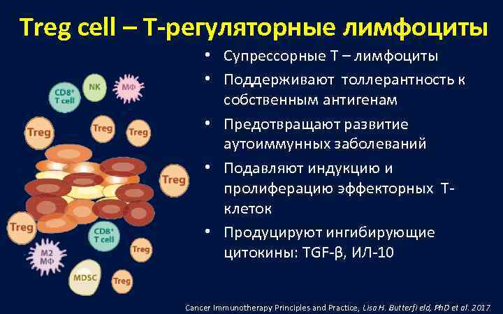 Treg cell – Т-регуляторные лимфоциты    • Супрессорные Т – лимфоциты 