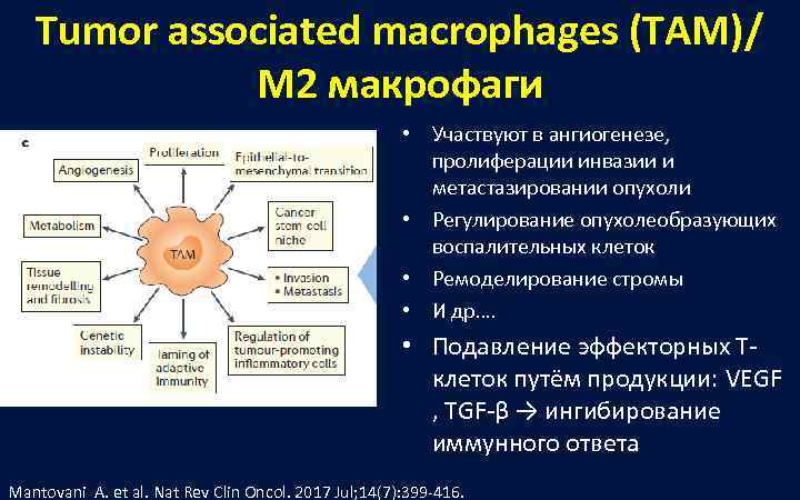  Tumor associated macrophages (TAM)/   M 2 макрофаги   