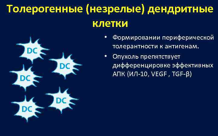 Толерогенные (незрелые) дендритные    клетки   • Формировании периферической  