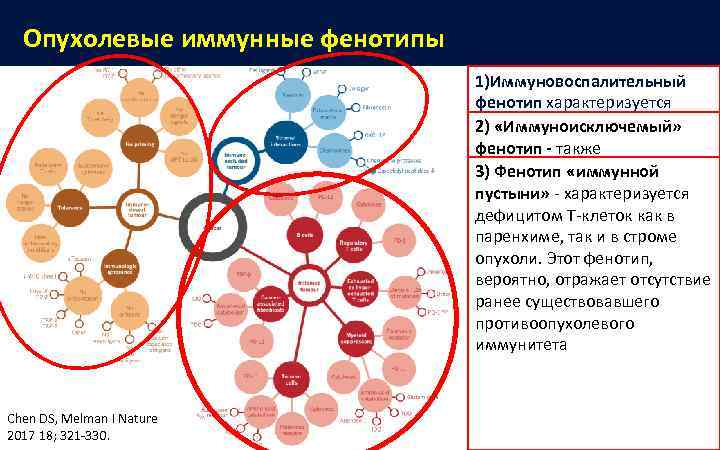  Опухолевые иммунные фенотипы       1)Иммуновоспалительный   
