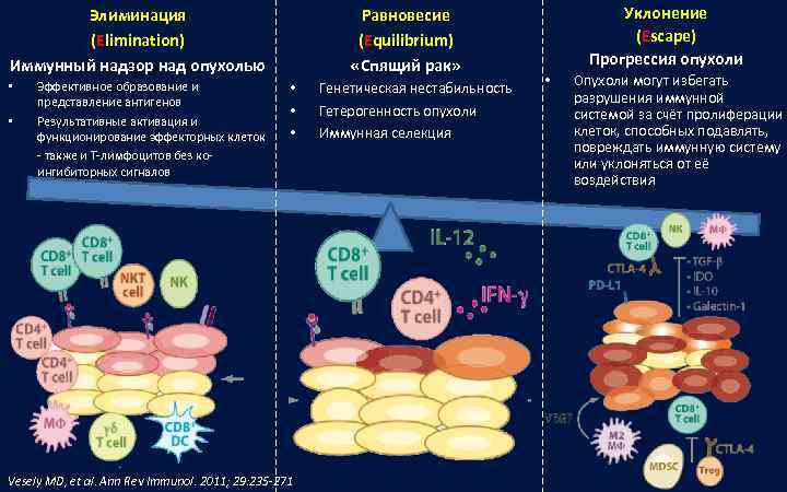   Элиминация    Равновесие    Уклонение   (Elimination)