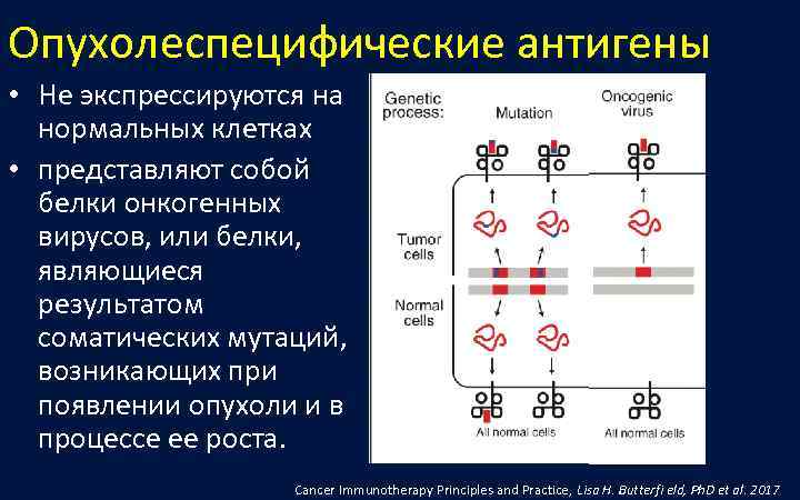 Опухолеспецифические антигены • Не экспрессируются на  нормальных клетках  • представляют собой белки