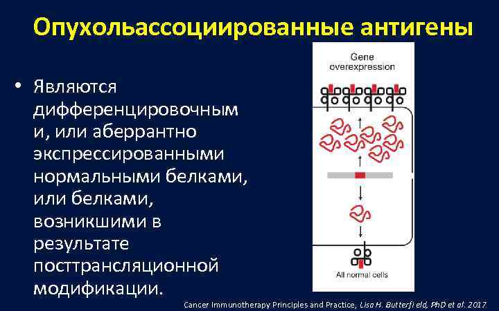  Опухольассоциированные антигены  • Являются  дифференцировочным  и, или аберрантно  экспрессированными