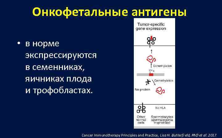   Онкофетальные антигены  • в норме  экспрессируются  в семенниках, яичниках