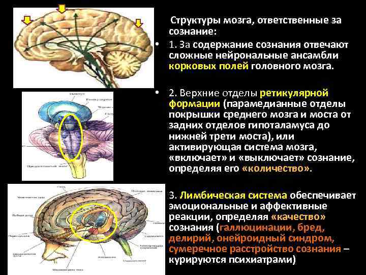 Структуры мозга, ответственные за сознание: • 1. За содержание сознания отвечают сложные нейрональные ансамбли