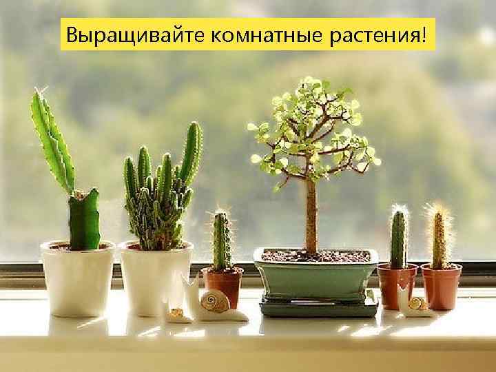 Выращивайте комнатные растения! 