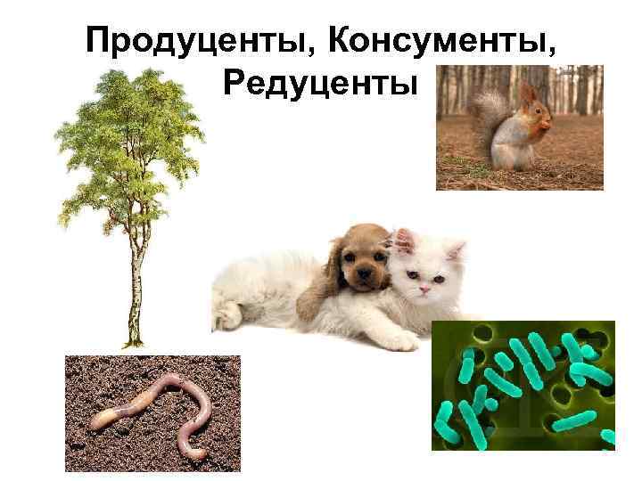 Продуценты, Консументы, Редуценты 