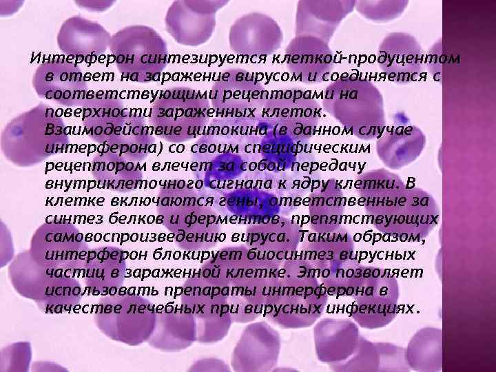 Интерферон синтезируется клеткой-продуцентом в ответ на заражение вирусом и соединяется с соответствующими рецепторами на