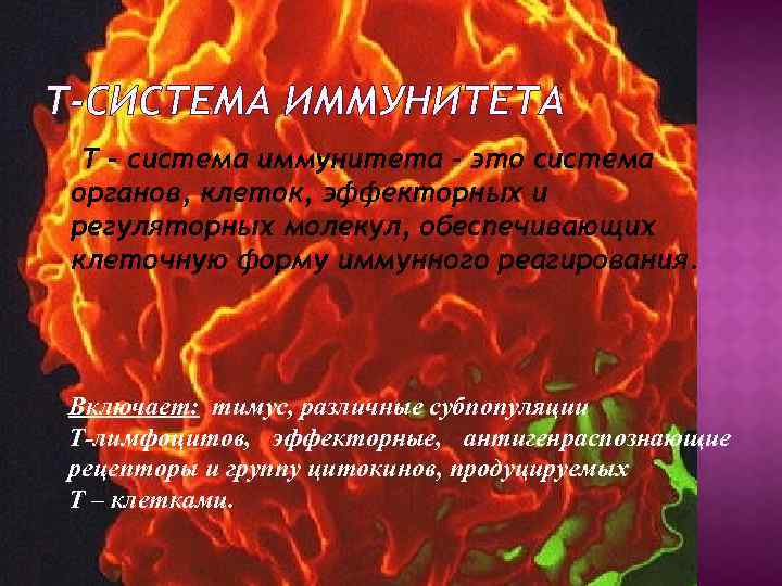 Т-СИСТЕМА ИММУНИТЕТА Т – система иммунитета - это система органов, клеток, эффекторных и регуляторных