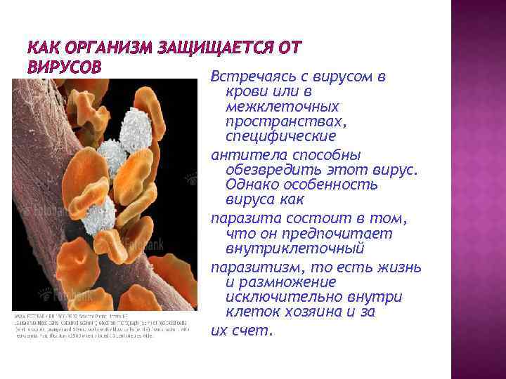 Организм как пережиток. Как организм защищается от вирусов. Как клетки защищаются от вирусов. Как клетки защищаются от вирусов кратко. Какое вещество защищает клетки организма от вирусов.