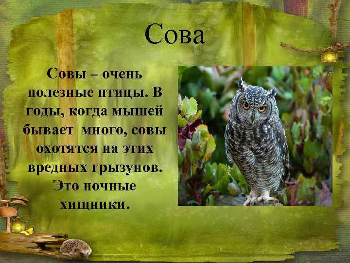 Сова Совы – очень полезные птицы. В годы, когда мышей бывает много, совы охотятся