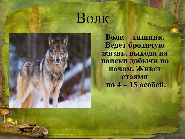 Волк – хищник. Ведет бродячую жизнь, выходя на поиски добычи по ночам. Живет стаями