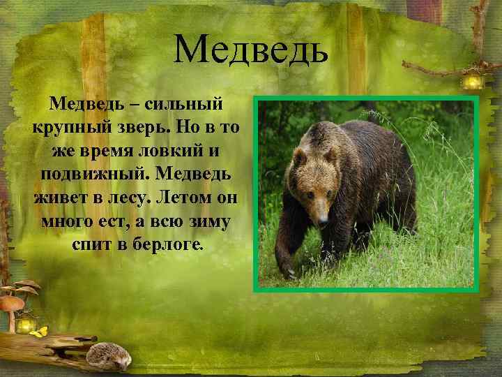 Медведь – сильный крупный зверь. Но в то же время ловкий и подвижный. Медведь