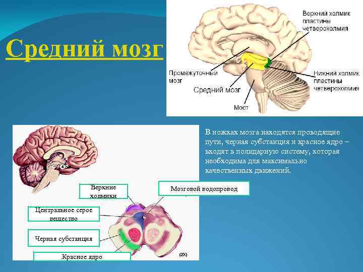 Верхние холмики мозга. Верхние холмики четверохолмия. Средний мозг. Функция верхних холмиков среднего мозга:. Нижние и Верхние холмики четверохолмия.
