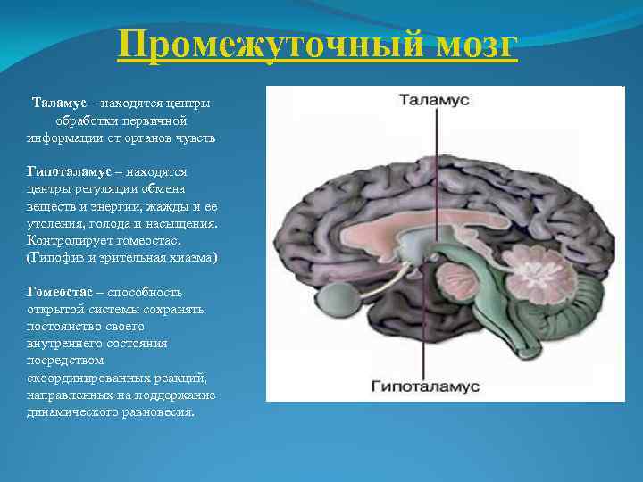 Промежуточный мозг Таламус – находятся центры обработки первичной информации от органов чувств Гипоталамус –