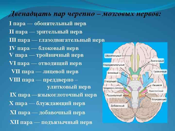 Двенадцать пар черепно – мозговых нервов: I пара — обонятельный нерв II пара —