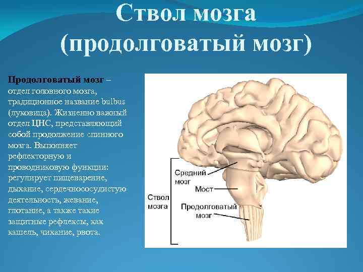 Ствол мозга (продолговатый мозг) Продолговатый мозг – отдел головного мозга, традиционное название bulbus (луковица).
