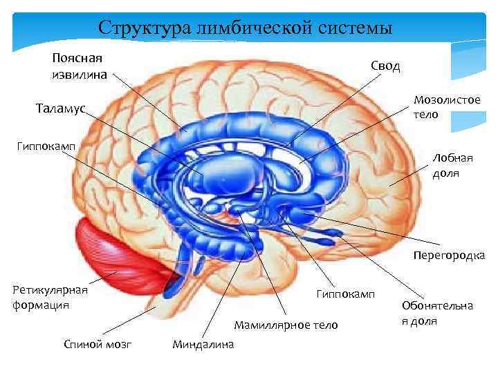 Структура лимбической системы Поясная извилина Свод Мозолистое тело Таламус Гиппокамп Лобная доля Перегородка Ретикулярная