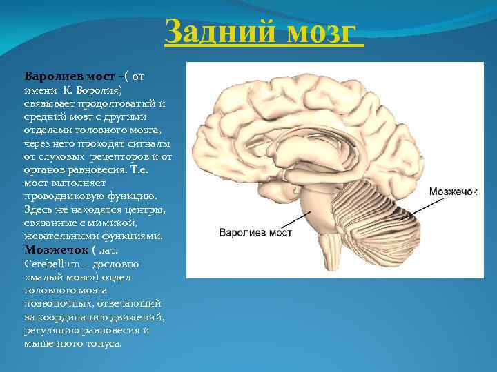 Задний мозг Варолиев мост –( от имени К. Воролия) связывает продолговатый и средний мозг