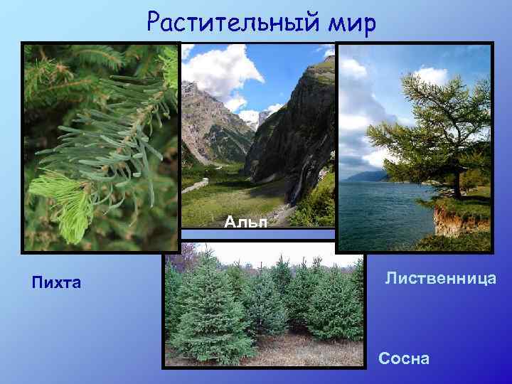 Растительный мир Альп Пихта Лиственница Сосна 