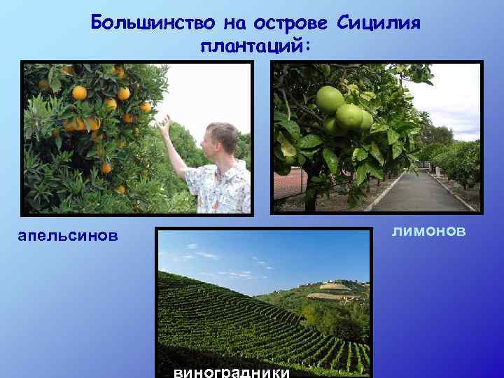 Большинство на острове Сицилия плантаций: апельсинов лимонов 