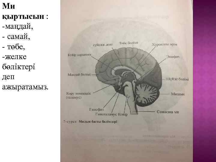 Ми қыртысын : -маңдай, - самай, - төбе, -желке бөліктері деп ажыратамыз. 