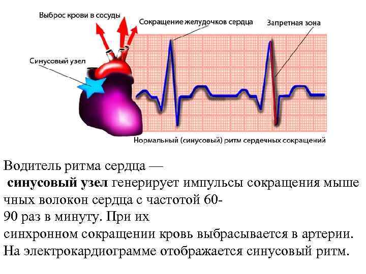 Водитель ритма сердца — синусовый узел генерирует импульсы сокращения мыше чных волокон сердца с