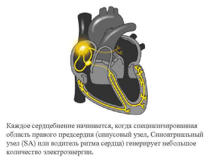 Каждое сердцебиение начинается, когда специализированная область правого предсердия (синусовый узел, Синоатриальный узел (SA) или